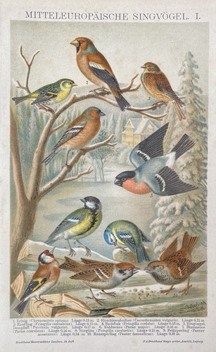 Originalgrafik fauna - originalgrafik,