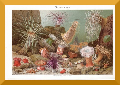 Seeanemonen 130 jahre - jahre, alte