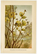 Insekten Frühling