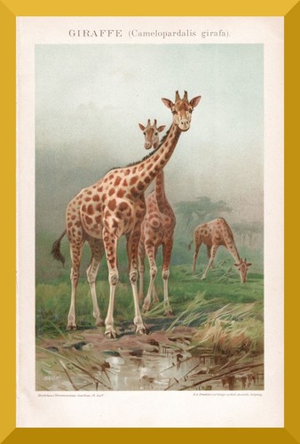 Giraffen über 120 jahre - giraffen,