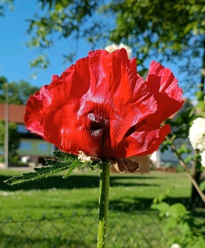 Papaver bracteatum