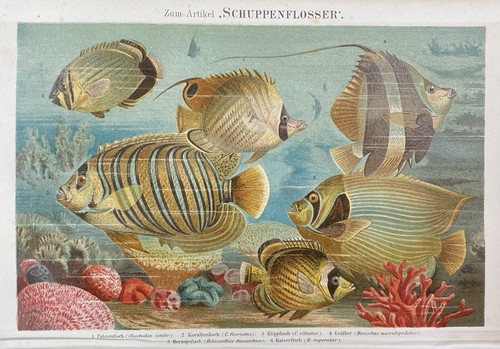 Antike grafik fauna - antike, fische