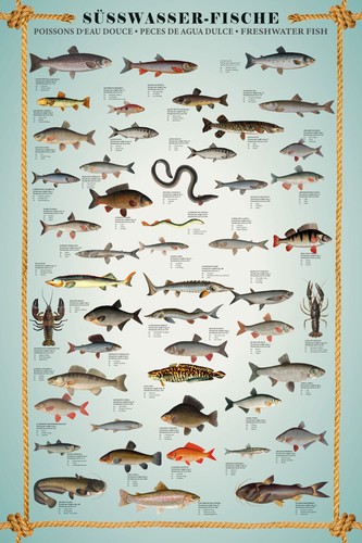 Educational bildung poster - -,