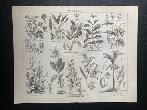 Originalgrafik flora - originalgrafik,