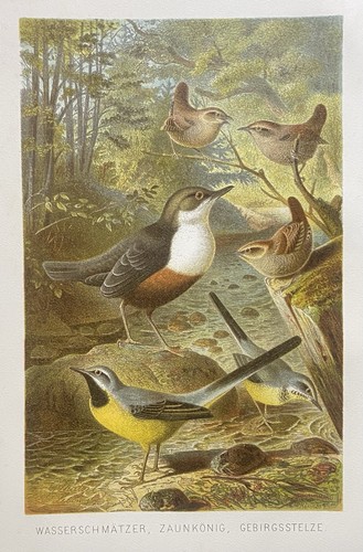 Originalgrafik fauna - originalgrafik,