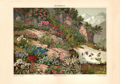 Alpenpflanzen historischer