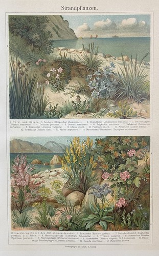 Originalgrafik flora - originalgrafik,
