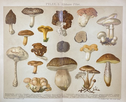 Originalgrafik flora pilze - flora:,