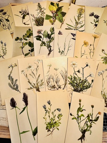 5er set chromolithographie - set,