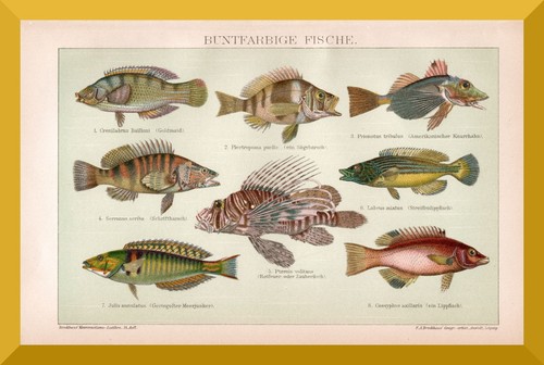 Buntfarbige fische 130 jahre - fische, +130