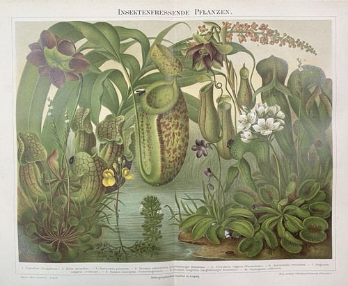 Originalgrafik flora - originalgrafik,