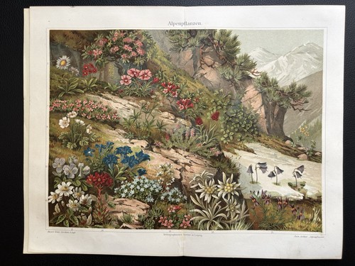 Originalgrafik flora - originalgrafik,
