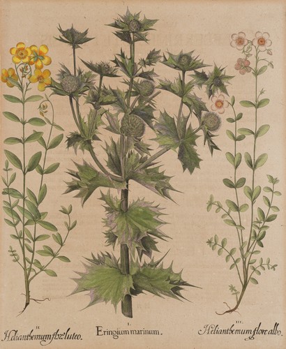 Besler - b.,