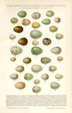 Eier Europäischer Singvögel