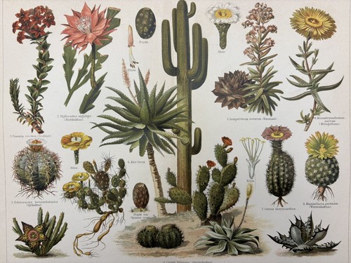 Originalgrafik flora kakteen - originalgrafik,