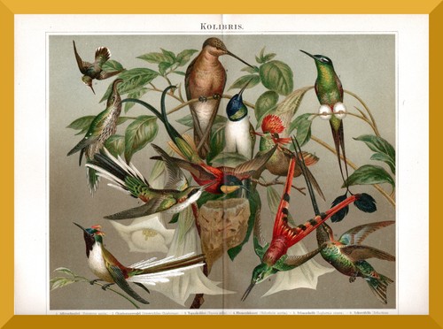 Kolibris 130 jahre alter - kolibris, +130