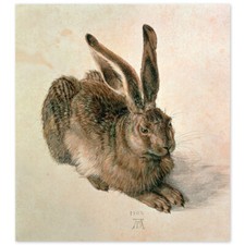Albrecht Dürer, Feldhase