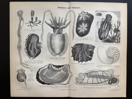 Antike grafik fauna muscheln - grafik,